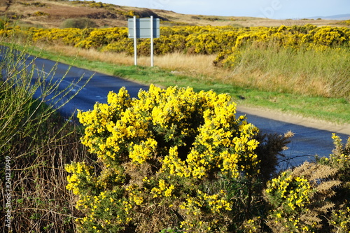 Road and Gorse 1