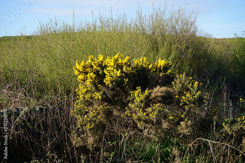 Gorse 2
