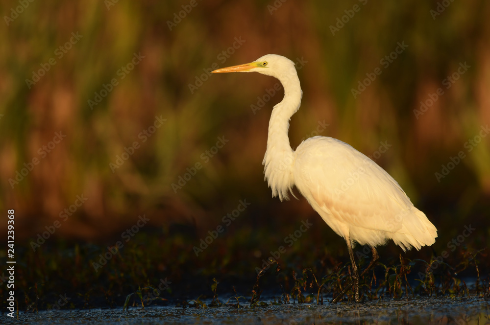 Naklejka premium Great white egret (Egretta alba)