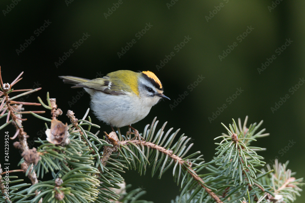 Sommergoldhähnchen Sommergoldhähnchen
