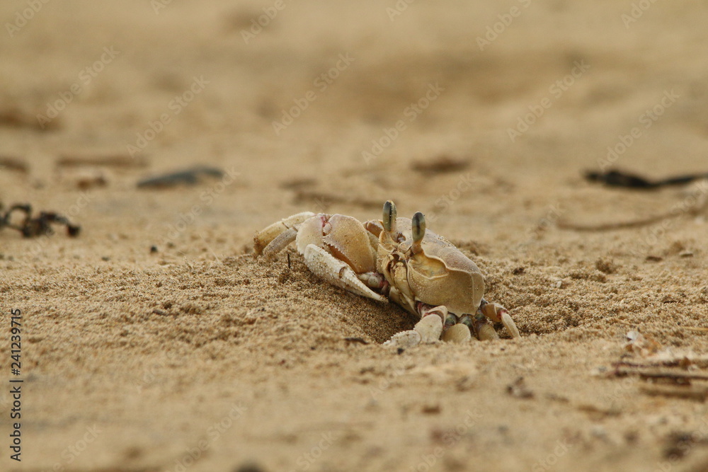 Alert Ghost Crab, Ocypode ryderi, sitting at his burrow in the sea sand on the beach. Alert Ghost Crab, Ocypode ryderi, sitting at his burrow in the sea sand on the beach.