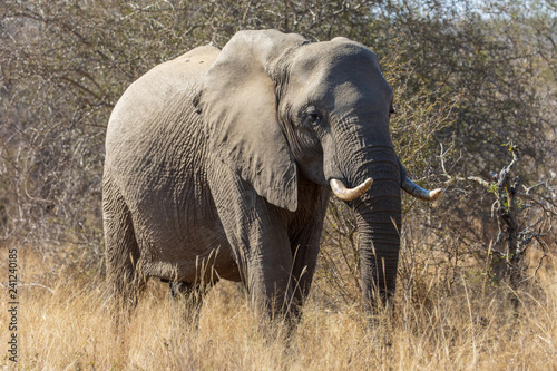 Elefant 37 © Karl-Heinz Schmidt
