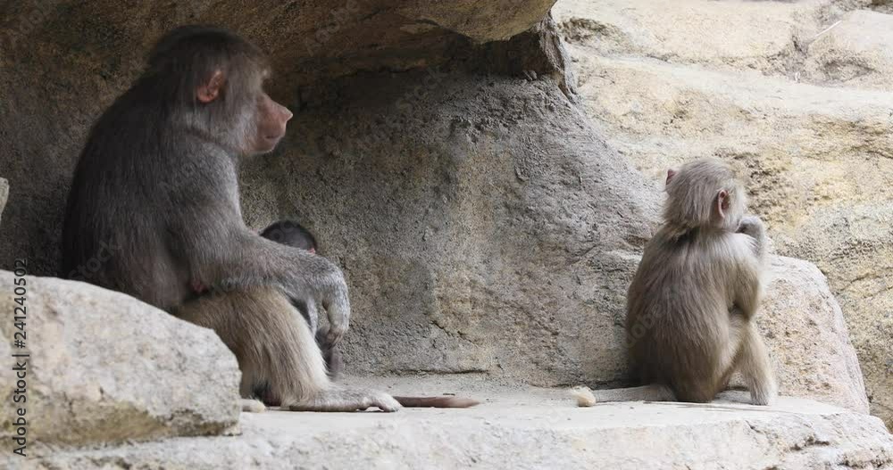 Mother holding young Baboon primates by tail.  baboon from the Old World monkey family. Native to the Horn of Africa and the southwestern tip of the Arabian Peninsula. 