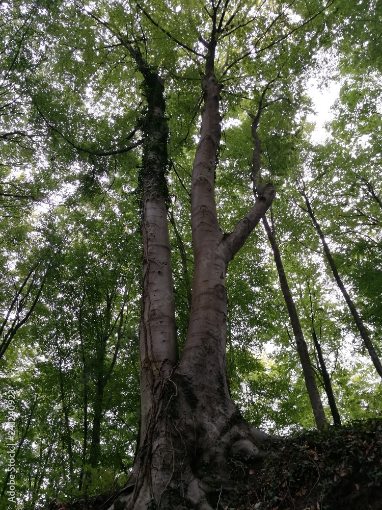 Fototapeta premium Baum an einem mittelalterlichen Hohlweg im Odenwald