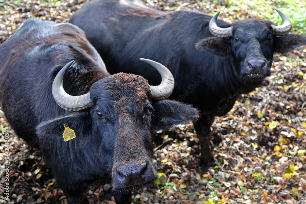 Fototapeta premium Wasserbüffel
