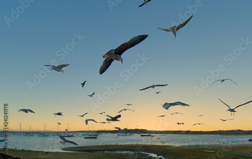 Gaviotas-5