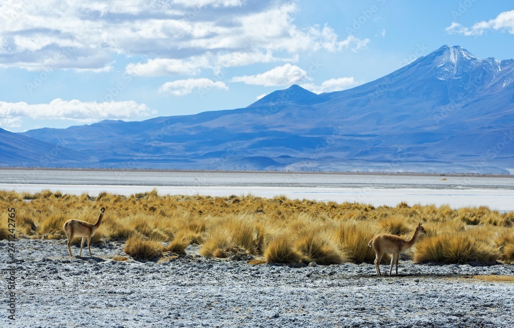 Bicuñas wandering in Atacama