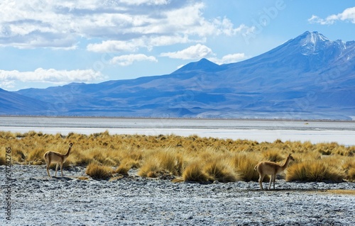Fototapeta Naklejka Na Ścianę i Meble -  Bicuñas wandering in Atacama