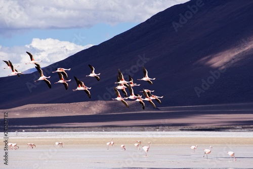 Flamingos in Salar de Ascotan - Atacama photo