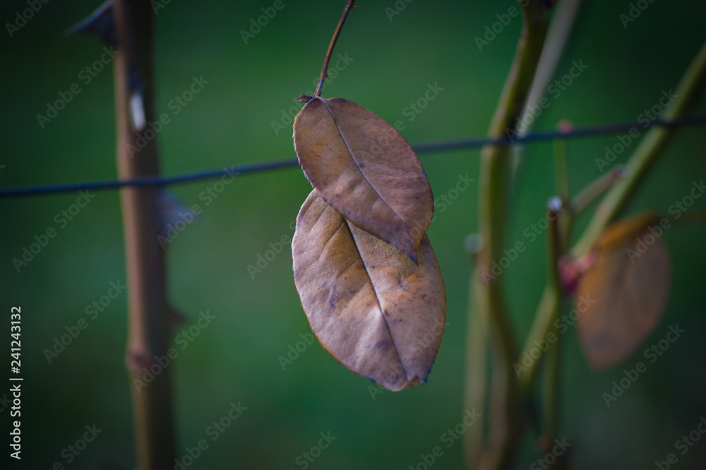 Obraz premium Brown leaf