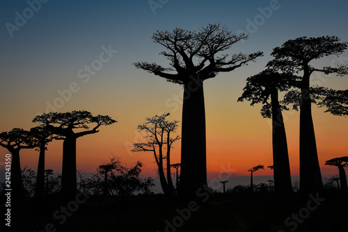Lever de soleil sur les Baobabs de Madagascar