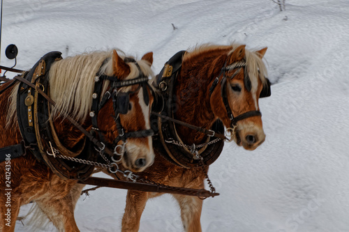 Pferdegespann im Winter