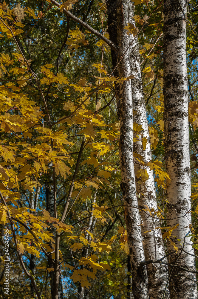 Fototapeta premium trees in autumn