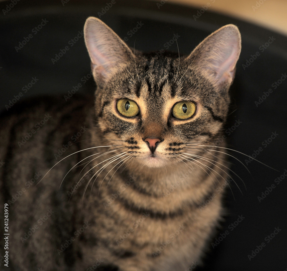 Fototapeta premium portrait of a young striped european shorthair cat