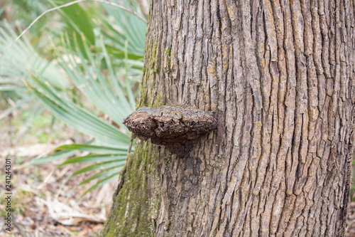 Dried Mushroom on a Tree Trunk