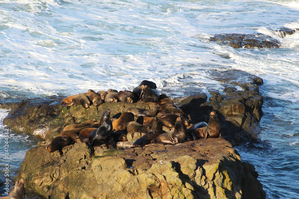 Sea Lions Sunbathing on A Rock