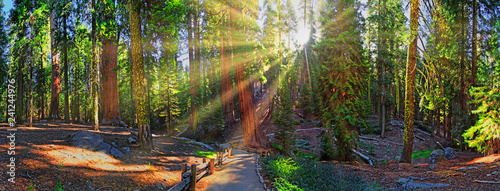 Sonnenaufgang im Sequoia Nationalpark, The Congress Trail photo