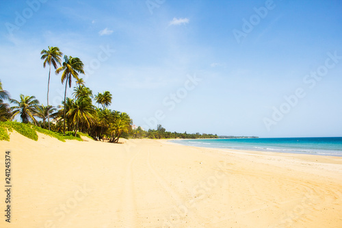 palm tree on a beach