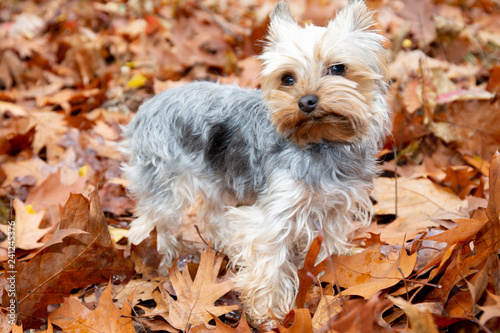 Cute Yorkshire Terrier Dog in a autumn Park with colorful yellow fallen leaves background