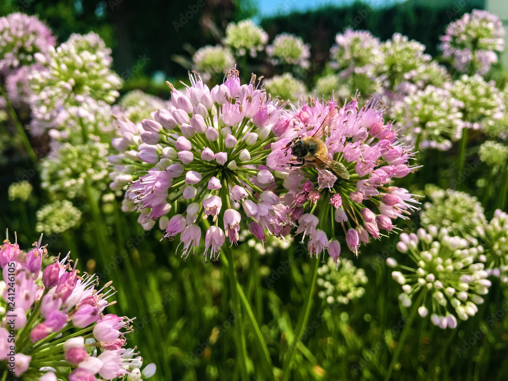 flowers in the garden flowers in the garden