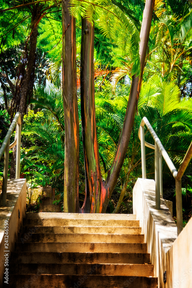 colorful tree bark of the rainbow eucalyptus tree in Puerto Rico colorful tree bark of the rainbow eucalyptus tree in Puerto Rico