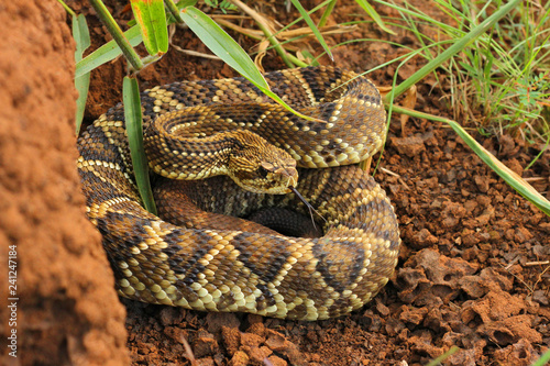 Rattlesnake in Brazil