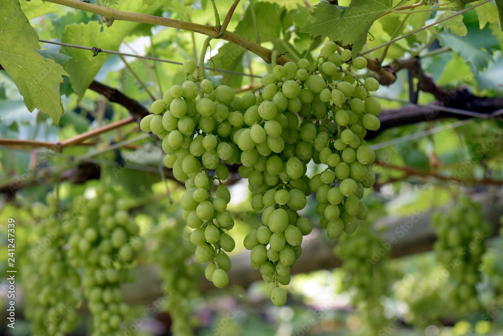 Bunch of green grapes hanging in the vineyard