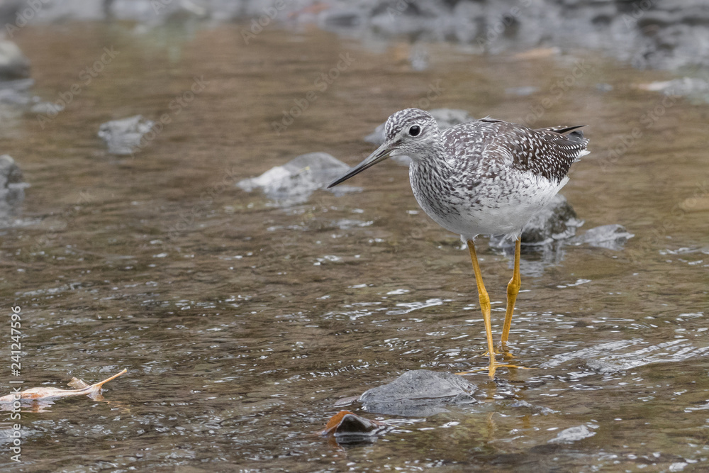 Close-up of Greater Yellowlegs walking in river Close-up of Greater Yellowlegs walking in river