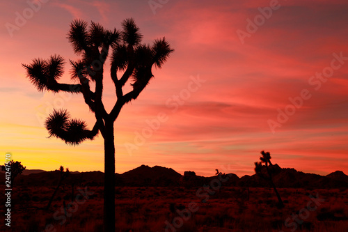Desert sunset with Joshua Tree silhouette