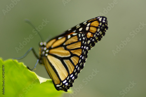 Ein Monarchfalter VI © annacovic