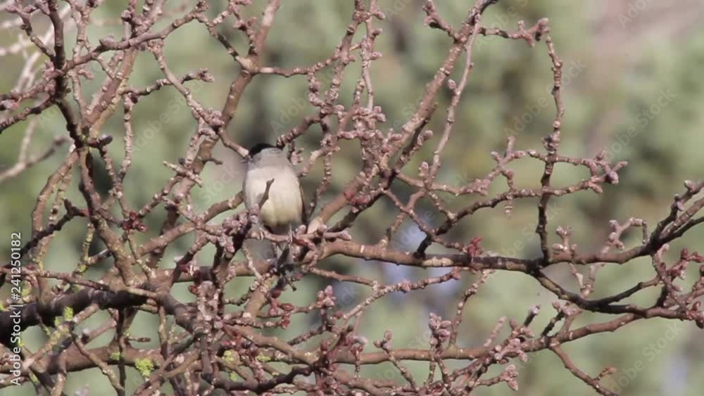 Blackcap on a tree Steady shot of Blackcap bird on a tree Blackcap on a tree Steady shot of Blackcap bird on a tree
