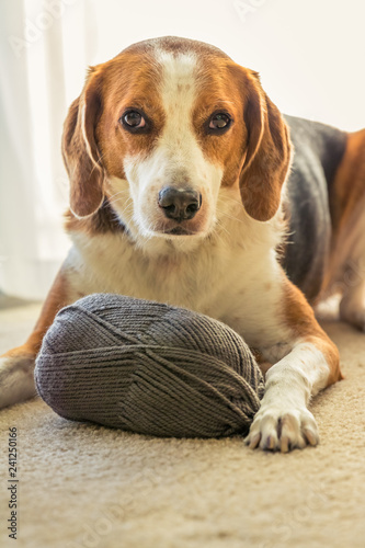 A Beagle dog lays inside on the floor with a big ball of grey yarn.