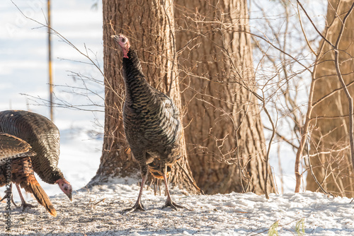 Eastern Wild Turkey (Meleagris gallopavo silvestris) hen cranes her neck while looking around in a wooded yard.