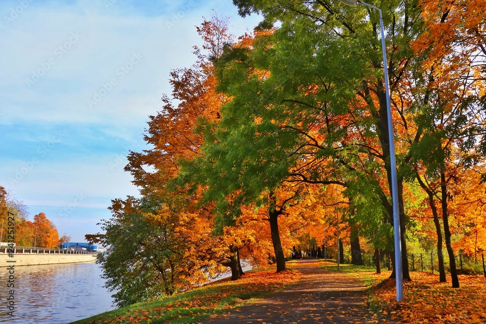 Obraz premium autumn in the park