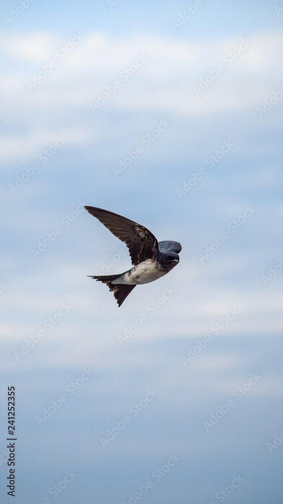 Fototapeta premium swallow flying in the blue sky
