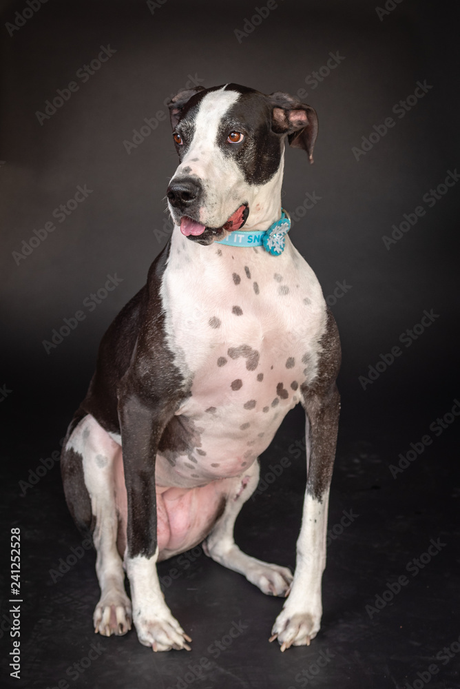 Great Dane dog sitting on a black background wearing a snowflake collar.