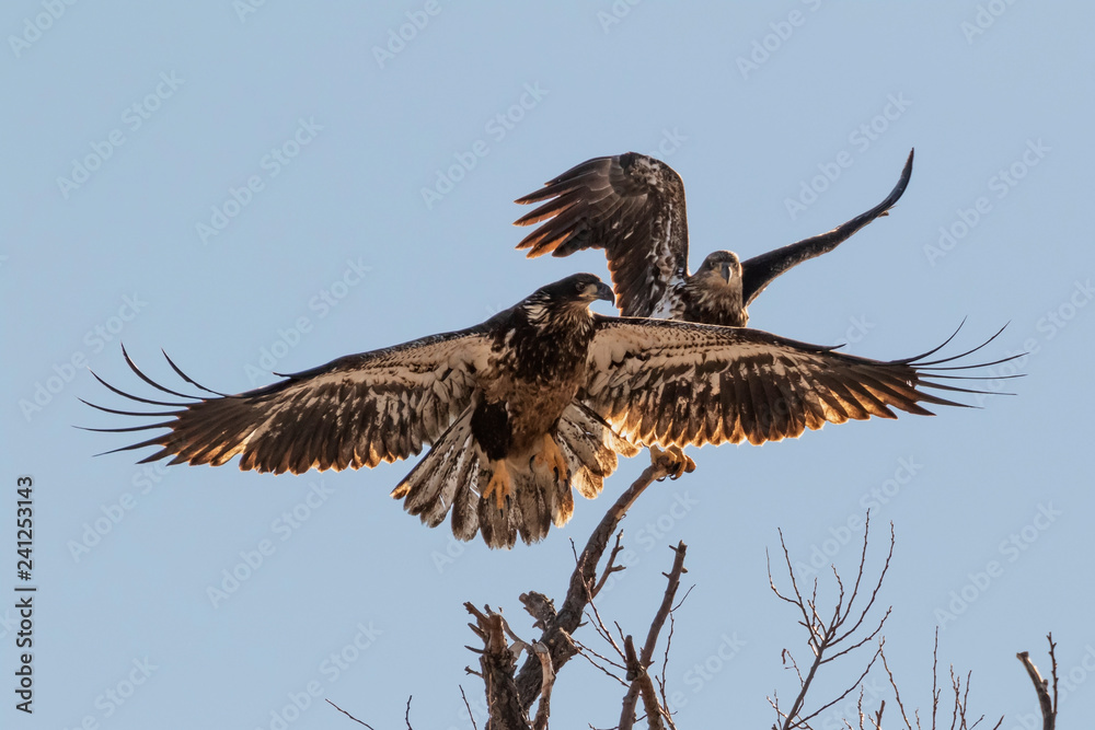 Fototapeta premium Bald eagle juveniles at tree top perch
