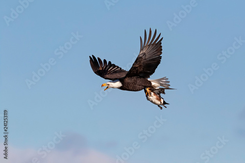 Bald eagle hunting with duck prey