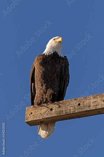 Bald eagle on pole perch