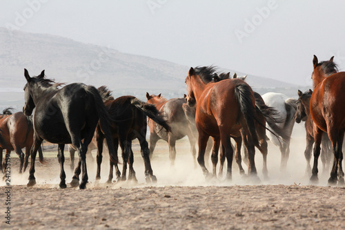 a plain with beautiful horses in sunny summer day in Turkey. Herd of thoroughbred horses. Horse herd run fast in desert dust against dramatic sunset sky. wild horses 