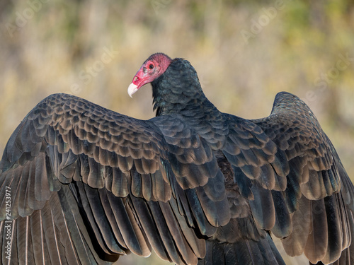 Turkey Vulture 7