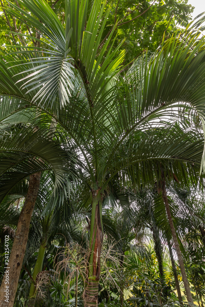 Carpoxykum Palm or Aneityum Palm, Carpoxylon macrospermum, palm tree Carpoxykum Palm or Aneityum Palm, Carpoxylon macrospermum, palm tree