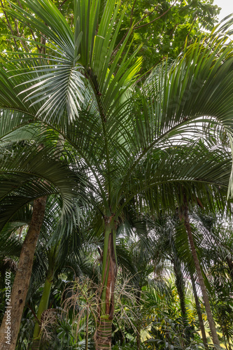 Carpoxykum Palm or Aneityum Palm, Carpoxylon macrospermum, palm tree