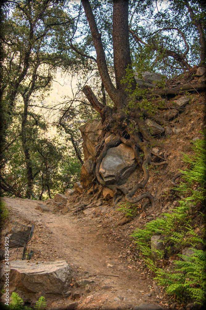 Who back who up, Large Stone or Tree Root Who back who up, Large Stone or Tree Root