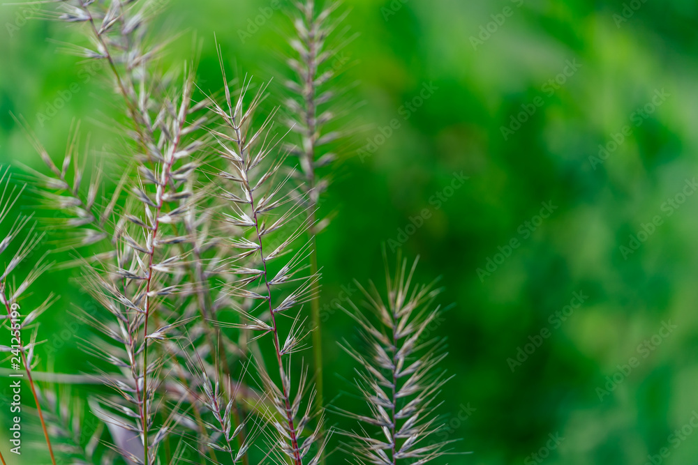 Isolated Grass Stalks With Blurred Background and Free Space for Text Isolated Grass Stalks With Blurred Background and Free Space for Text