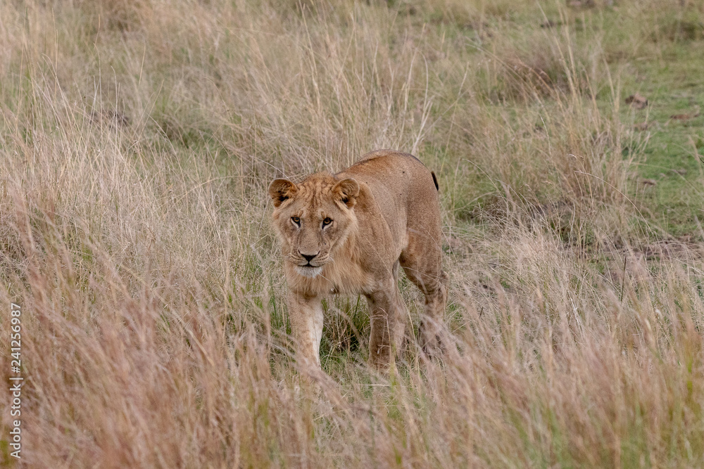 Lion prowling on the Masai Mara, Kenya, Africa Lion prowling on the Masai Mara, Kenya, Africa