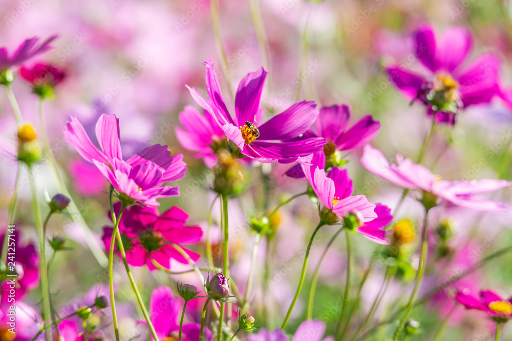 purple cosmos flowers in the garden purple cosmos flowers in the garden