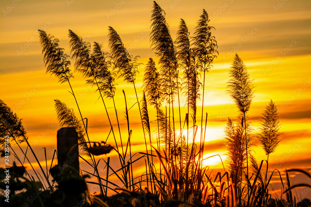 sunset over wheat field sunset over wheat field