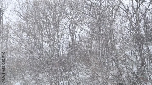 Wallpaper Mural 日本｜雪 Torontodigital.ca
