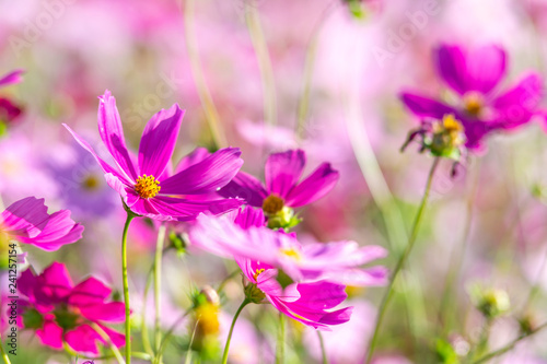 purple cosmos flowers in the garden © Meawstory15Studio
